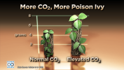 More CO2, More Poison Ivy